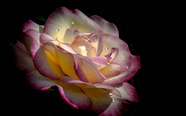 Nature Rose Flowers Flower Close-Up HD Wallpaper | Background Image