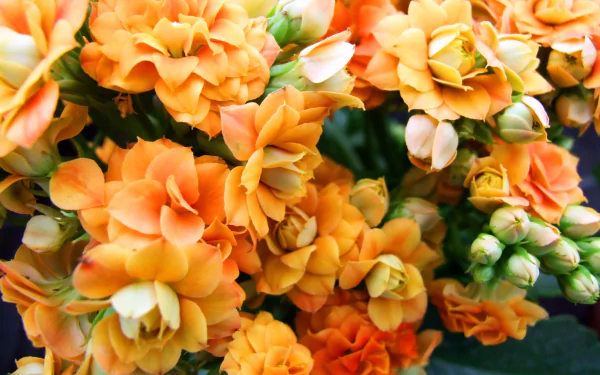  Kalanchoe Flowers