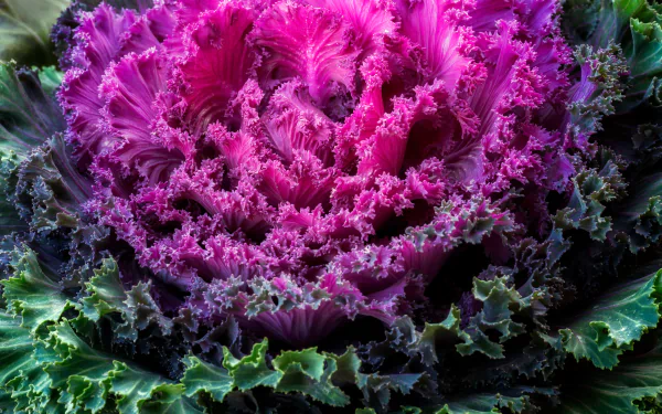 Vibrant purple kale with ruffled leaves and green edges, captured in 4K Ultra HD as a colorful vegetable desktop wallpaper and background.