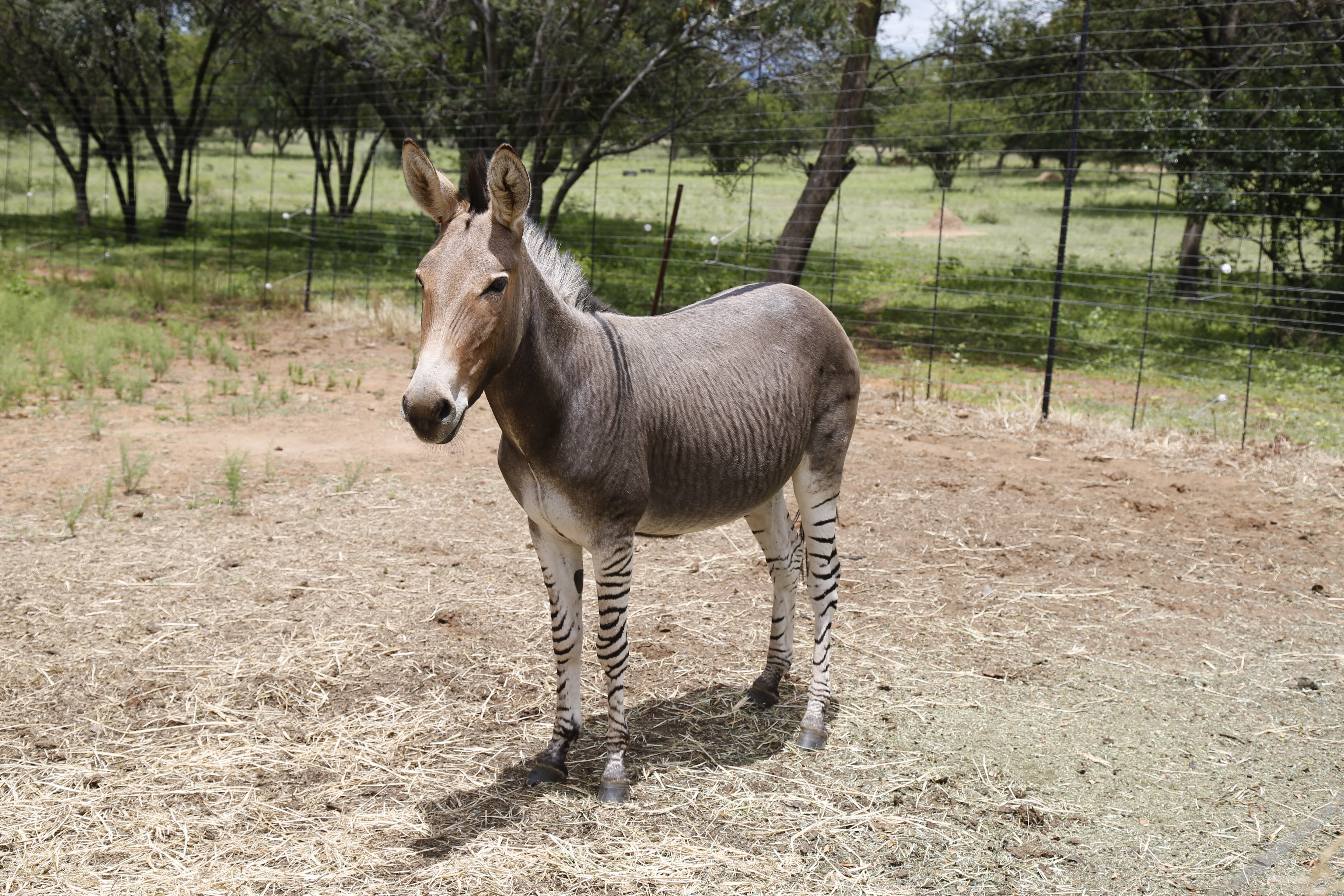 A zebroid,also known as, zedonk, zorse, zebra mule, zonkey, and zebmule by TANGdesign