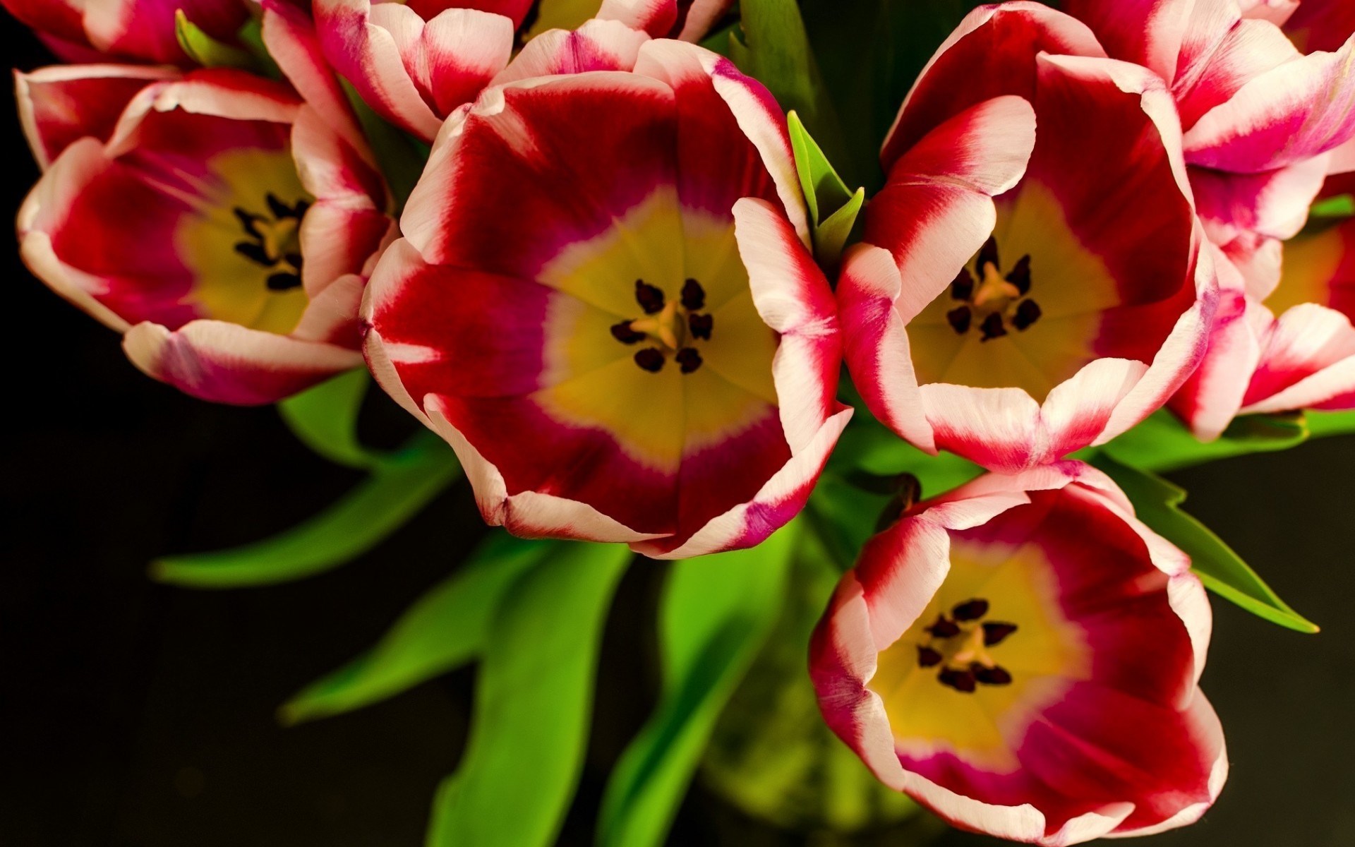 Download Red Flower Close-up Flower Nature Tulip HD Wallpaper