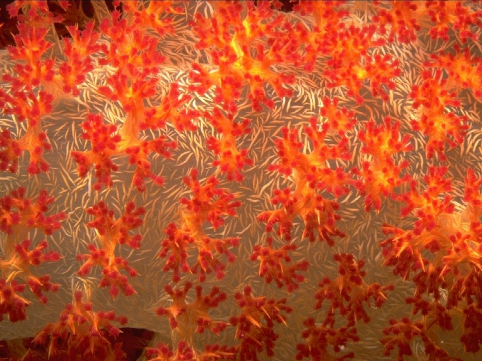 Download Sea Slug Nudibranch Animal Coral Wallpaper