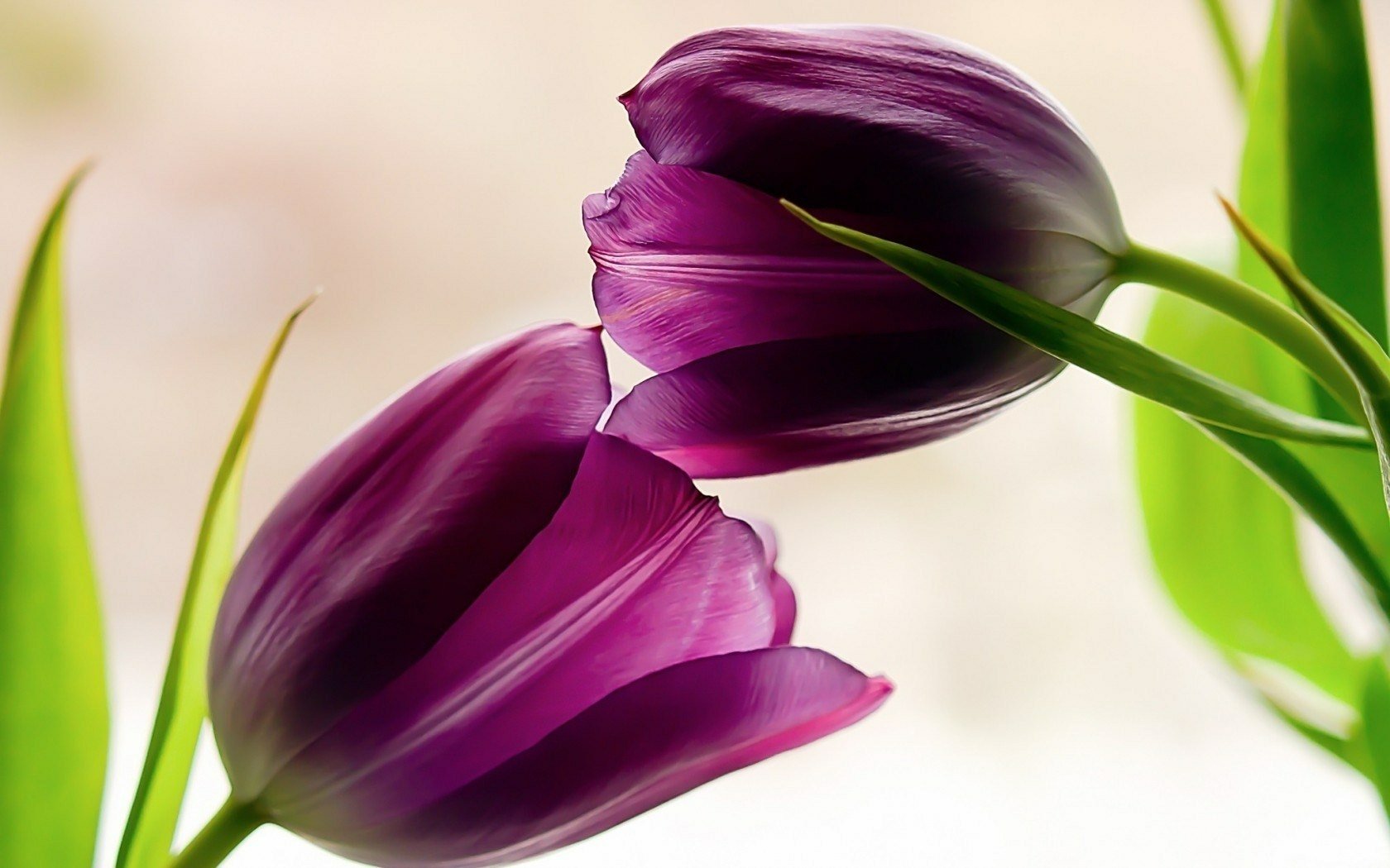 Download Purple Flower Flower Nature Tulip Wallpaper