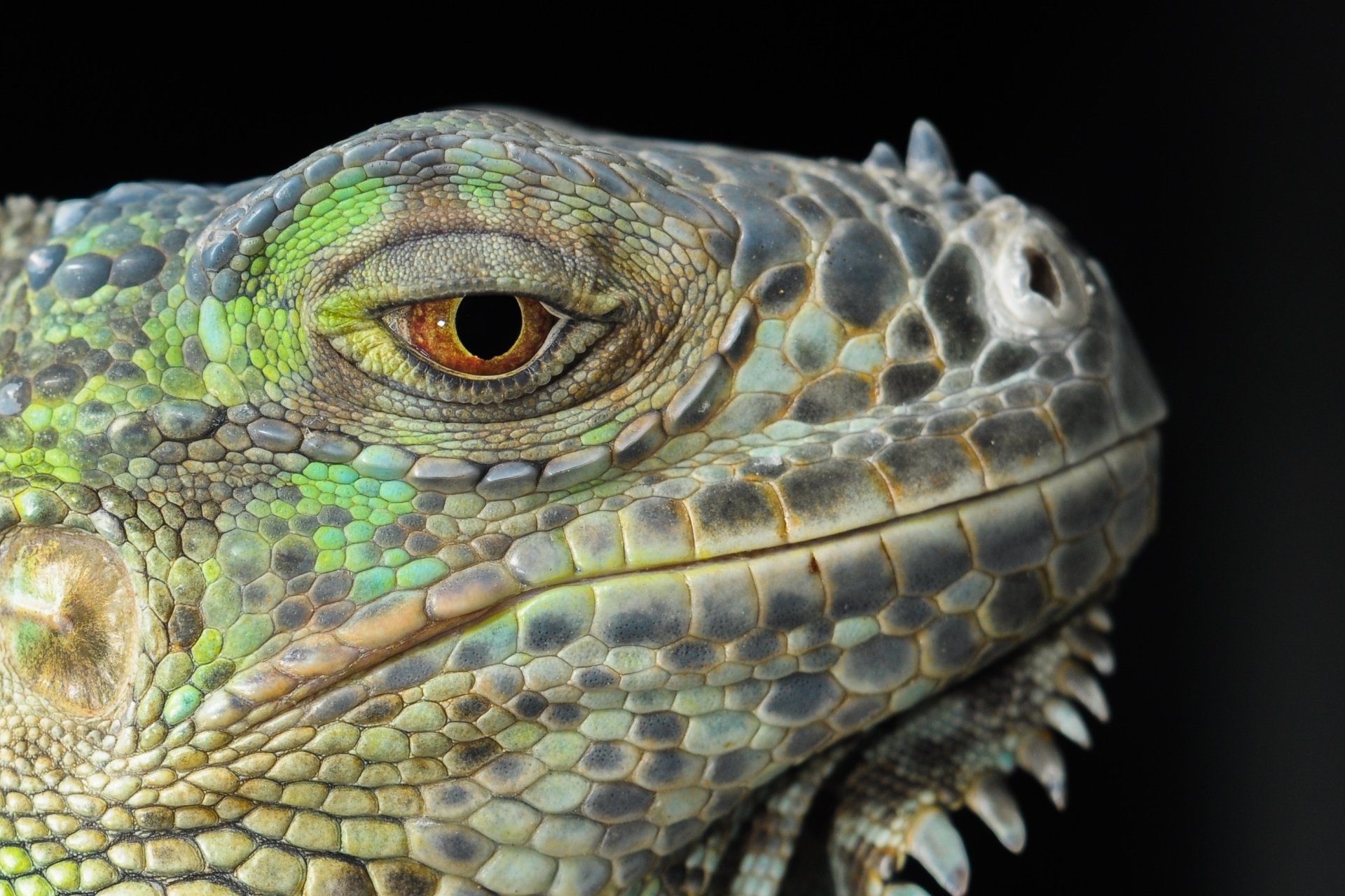 Download Portrait Reptile Close-up Eye Lizard Animal Iguana HD Wallpaper by Filip Kruchlik