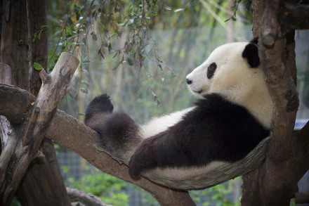 A relaxed panda lounges on a tree branch in a tranquil zoo setting, captured in stunning HD, making for a soothing desktop wallpaper or background.