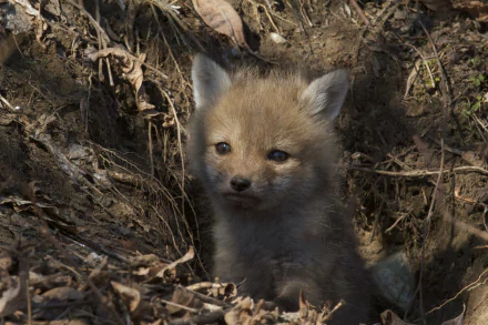HD desktop wallpaper featuring a close-up of a baby fox nestled among dry leaves and twigs in its natural habitat.