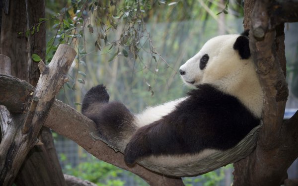 Animaux Panda Zoo Relax Fond d'écran HD | Image