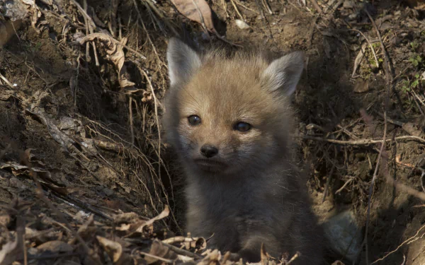 HD desktop wallpaper featuring a close-up of a baby fox nestled among dry leaves and twigs in its natural habitat.
