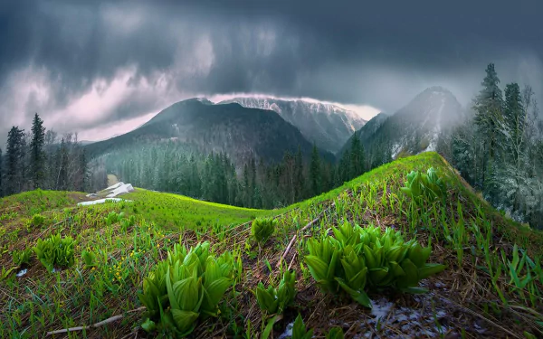 HD PC desktop wallpaper background: green Chinese mountain nature scene with grass-covered foreground, fog-shrouded peaks and tall conifer trees