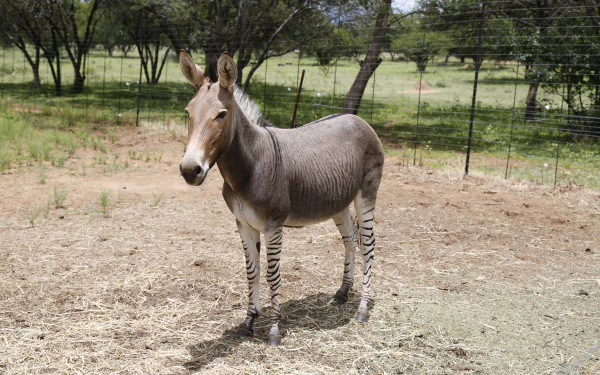 A zonkey, a zebroid hybrid with a donkey body and zebra-striped legs, stands in a fenced outdoor area, captured in crisp 4K Ultra HD quality.