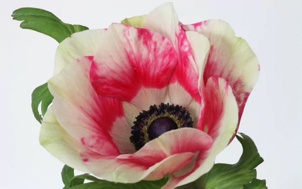  Pink Anemone
