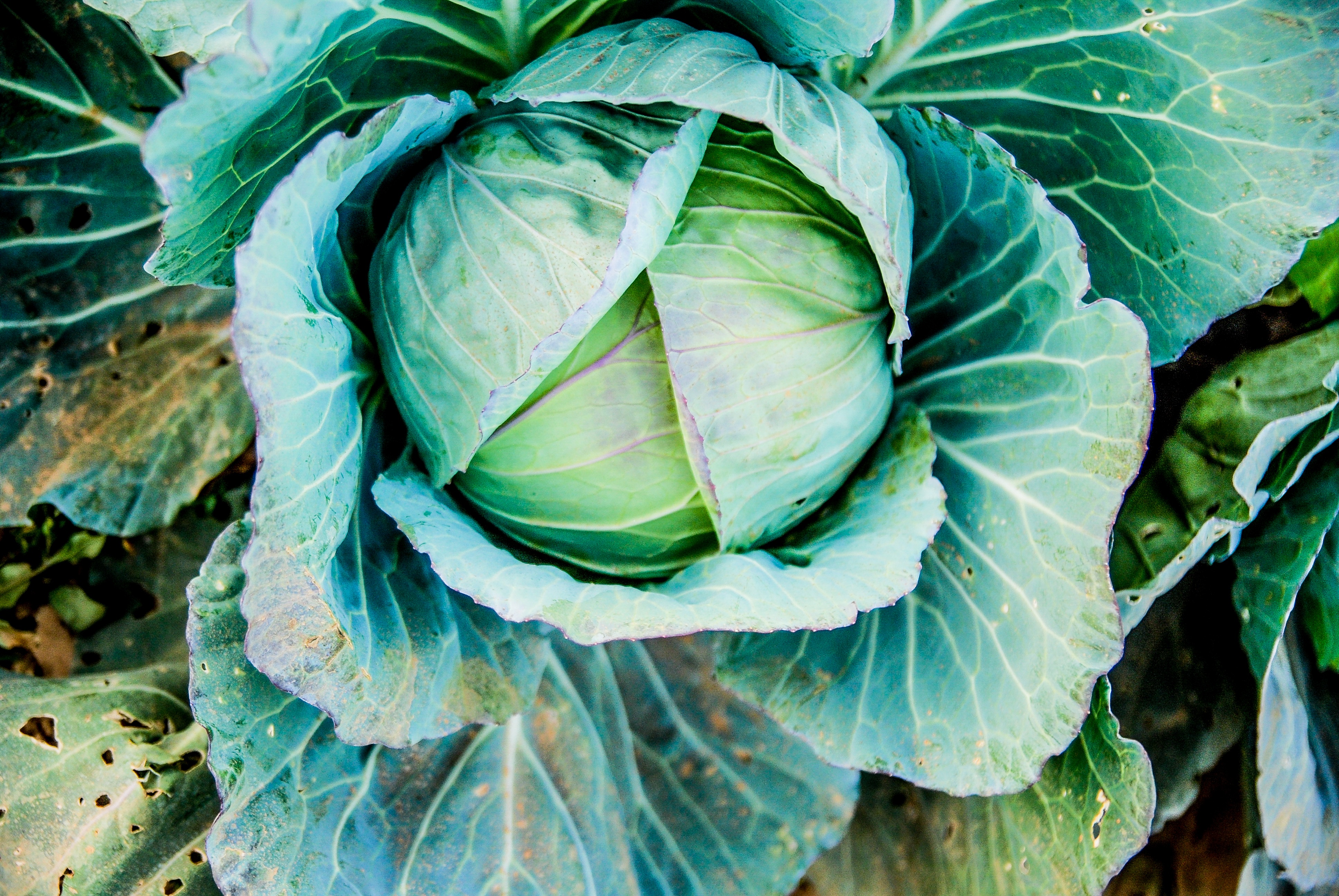 Food Cabbage HD Wallpaper | Background Image