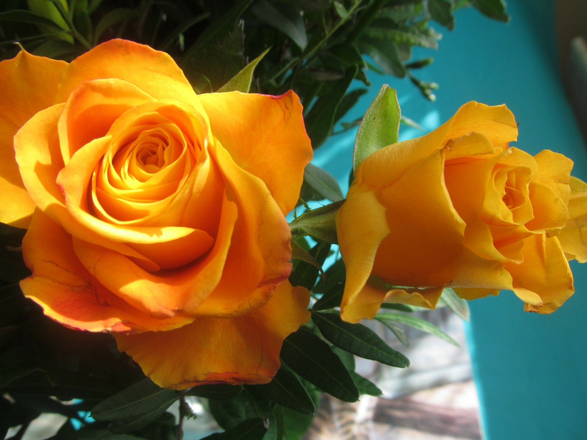 Download Yellow Flower Close-up Flower Nature Rose HD Wallpaper ...