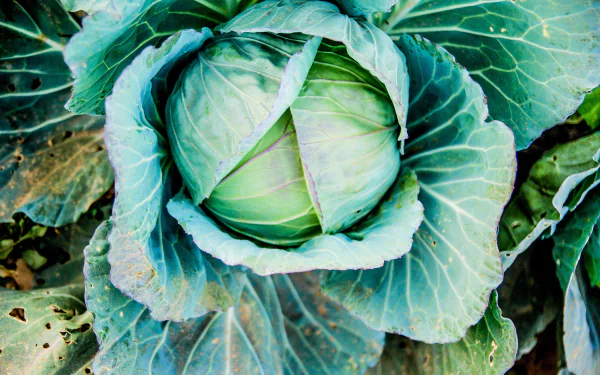 vegetable food cabbage HD Desktop Wallpaper | Background Image