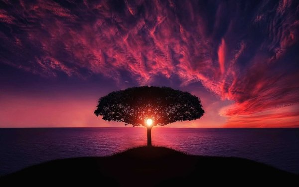 Nature Tree Trees Lonely Tree Sunset Sky Colors Ocean Cloud Sun Evening HD Wallpaper | Background Image