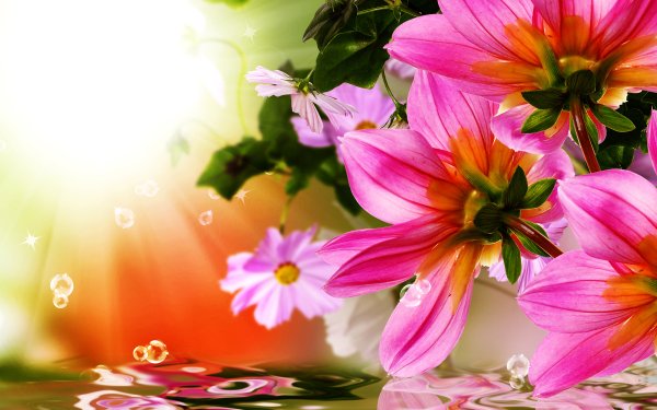Artistic Collage Flower Spring Water Reflection Pink Flower HD Wallpaper | Background Image