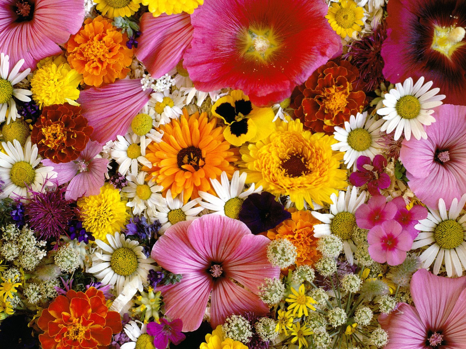 Download White Flower Yellow Flower Pink Flower Close-up Daisy Marigold ...