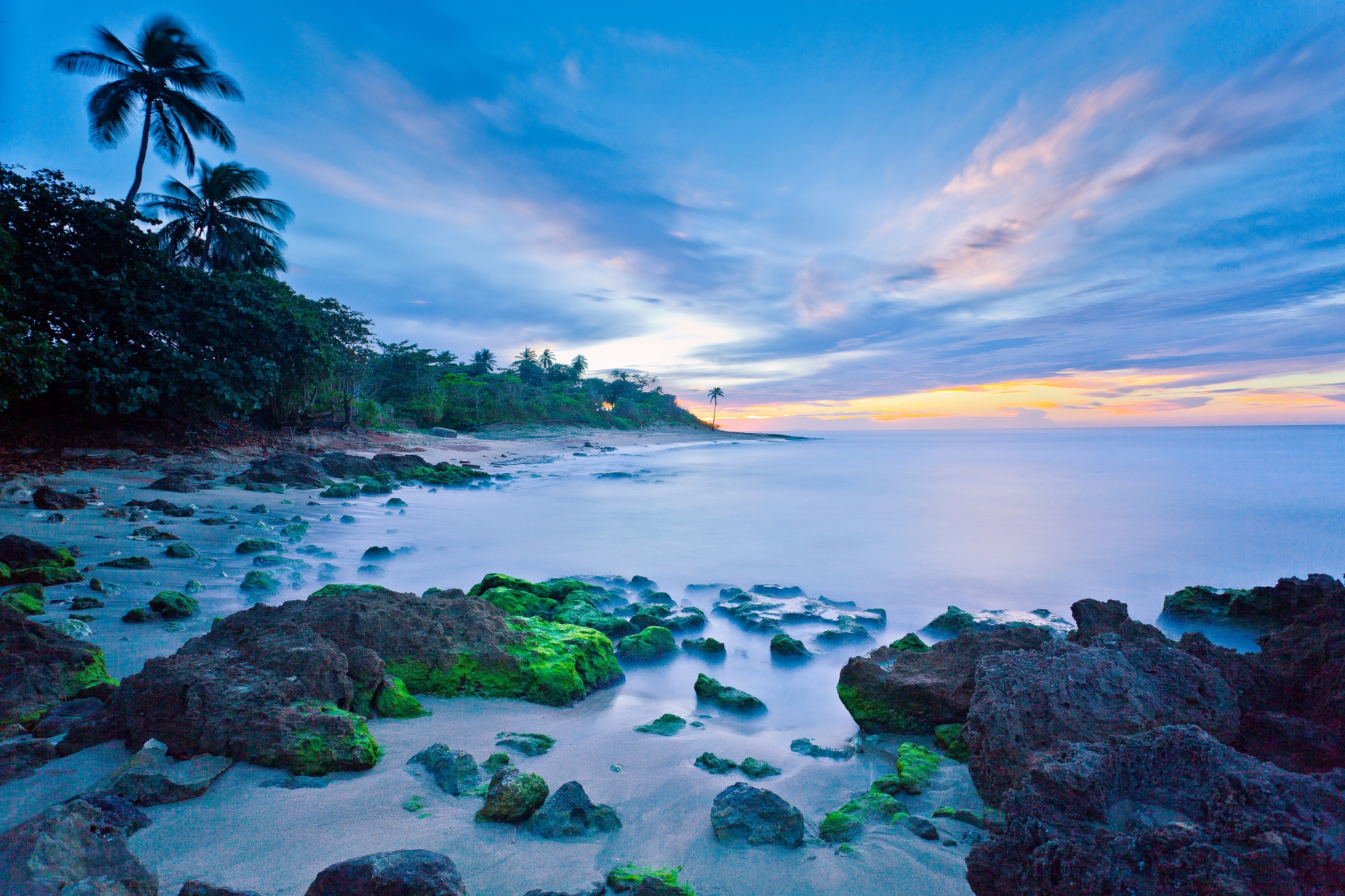 Download Horizon Beach Palm Tree Tropical Ocean Nature Coastline HD ...