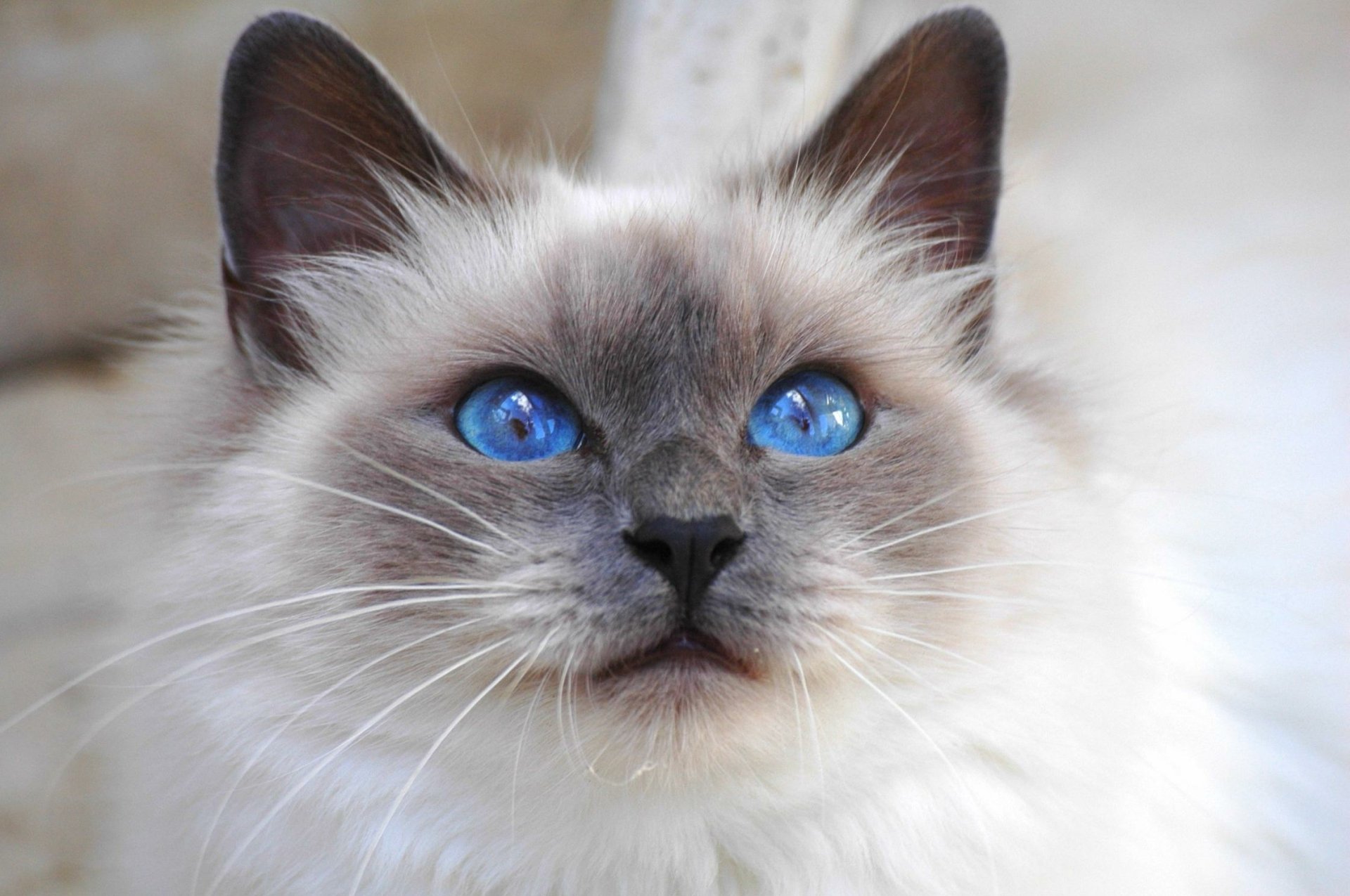 Close-up HD desktop wallpaper of a fluffy gray cat with striking blue eyes, showcasing its detailed face and captivating gaze.