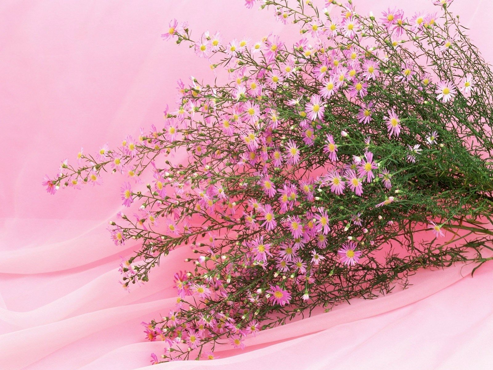 Steam pink flower фото 78