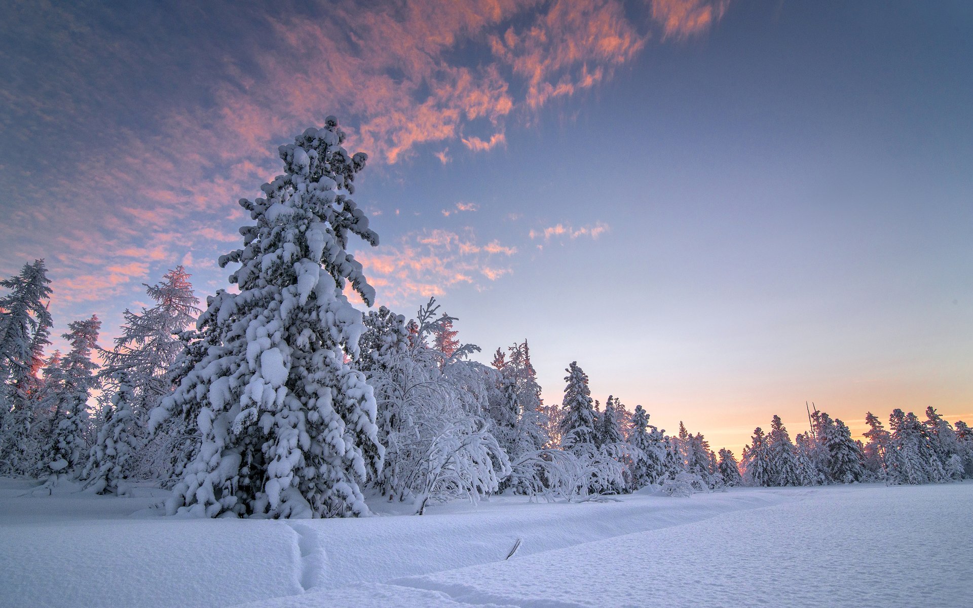 Download White Sunset Snow Tree Nature Winter HD Wallpaper