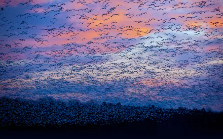 A stunning HD wallpaper featuring a dynamic flock of birds in the sky, set against a vibrant Canadian sunset. The rich colors create a captivating natural scene.