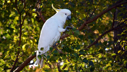A sulphur-crested cockatoo perched on a tree branch surrounded by green leaves, captured in high definition for a PC desktop wallpaper.