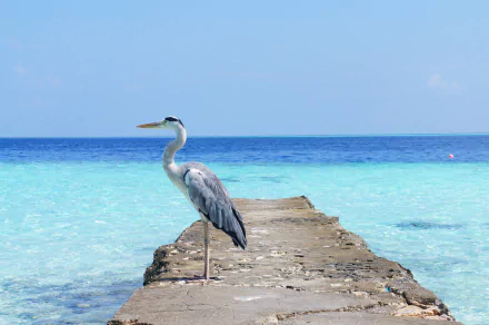 A heron stands on a stone pier extending into clear ocean water under a blue sky, captured in an HD desktop wallpaper showcasing the horizon and serene seascape.