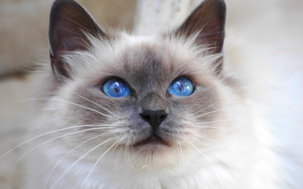 Animal Cat Face Eye Blue Eyes Gray Fluffy HD Wallpaper | Background Image