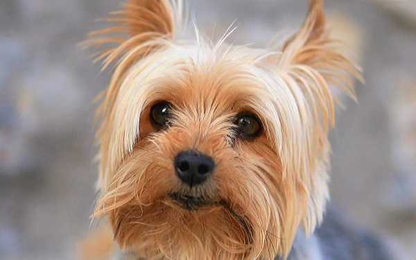  Terrier