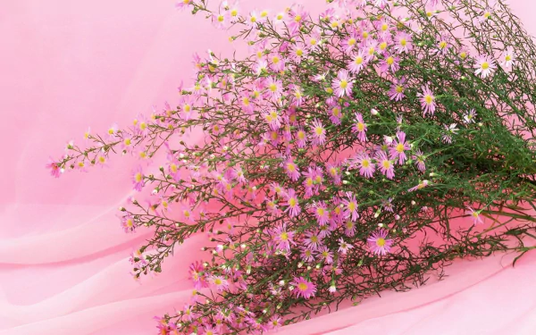  Pink Flowers