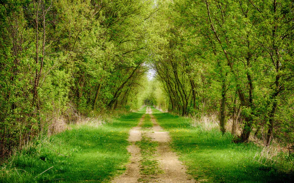 A serene dirt path winds through a lush green forest, framed by vibrant trees. This HD image captures the tranquility of nature, creating a calming desktop wallpaper.