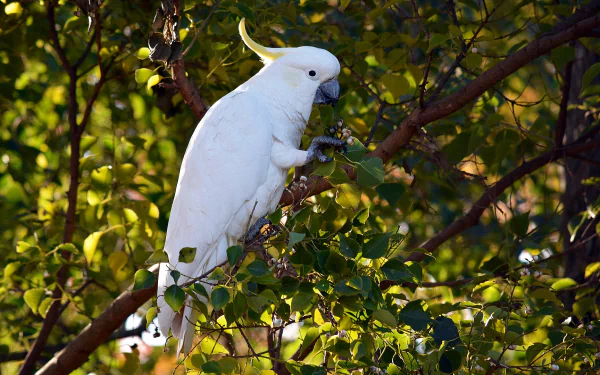  Sulphur-crested Cockatoo in a Park near my House