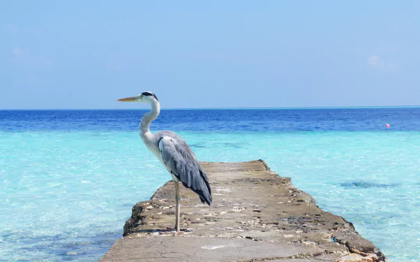 A heron stands on a stone pier extending into clear ocean water under a blue sky, captured in an HD desktop wallpaper showcasing the horizon and serene seascape.