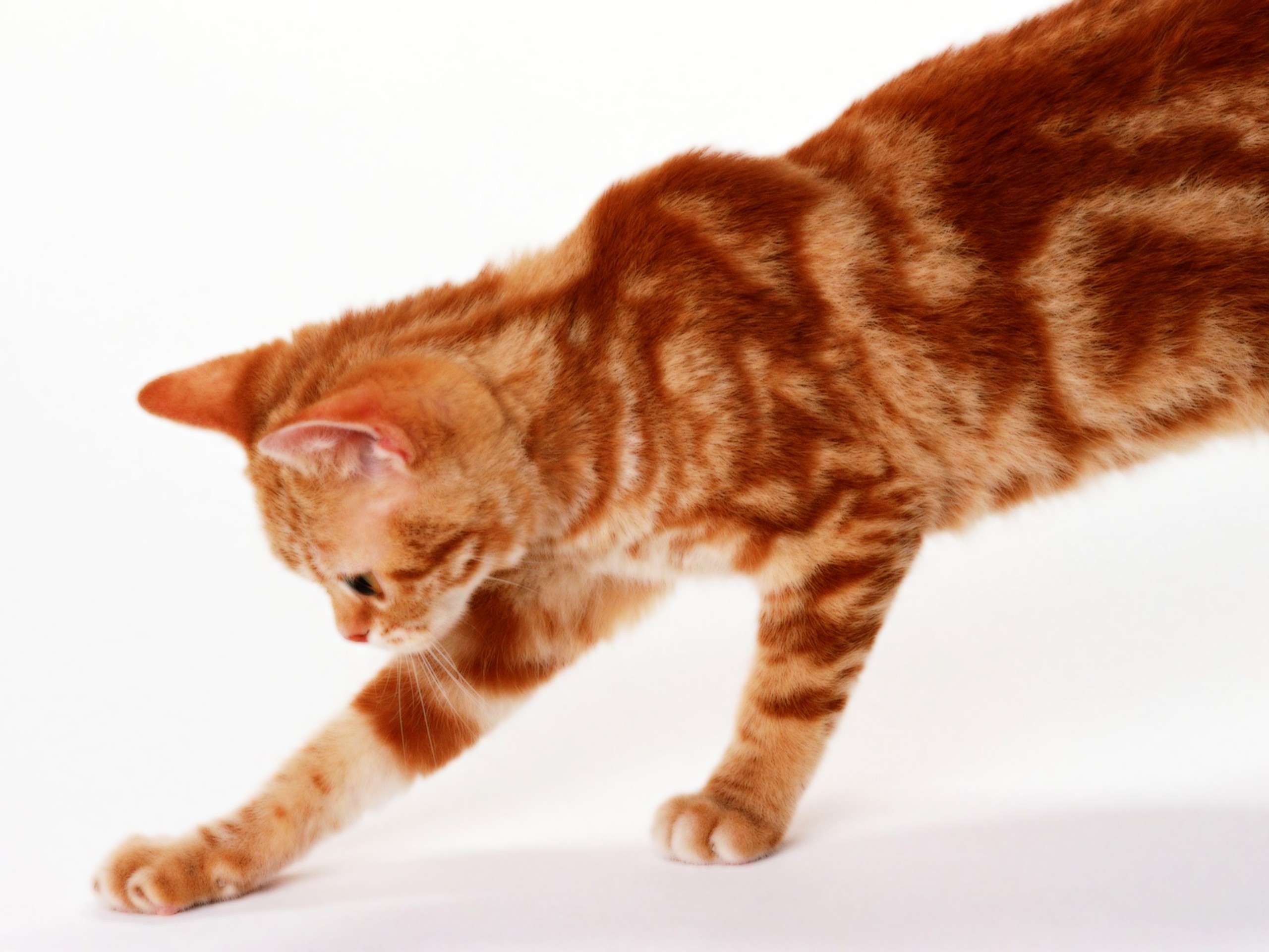 Рыжие породы кошек с фотографиями. Европейская короткошерстная табби рыжий. Европейская короткошерстная кошка рыжая. Европейская короткошерстная кошка рыжего окраса. Бенгальская короткошерстная кошка рыжая.