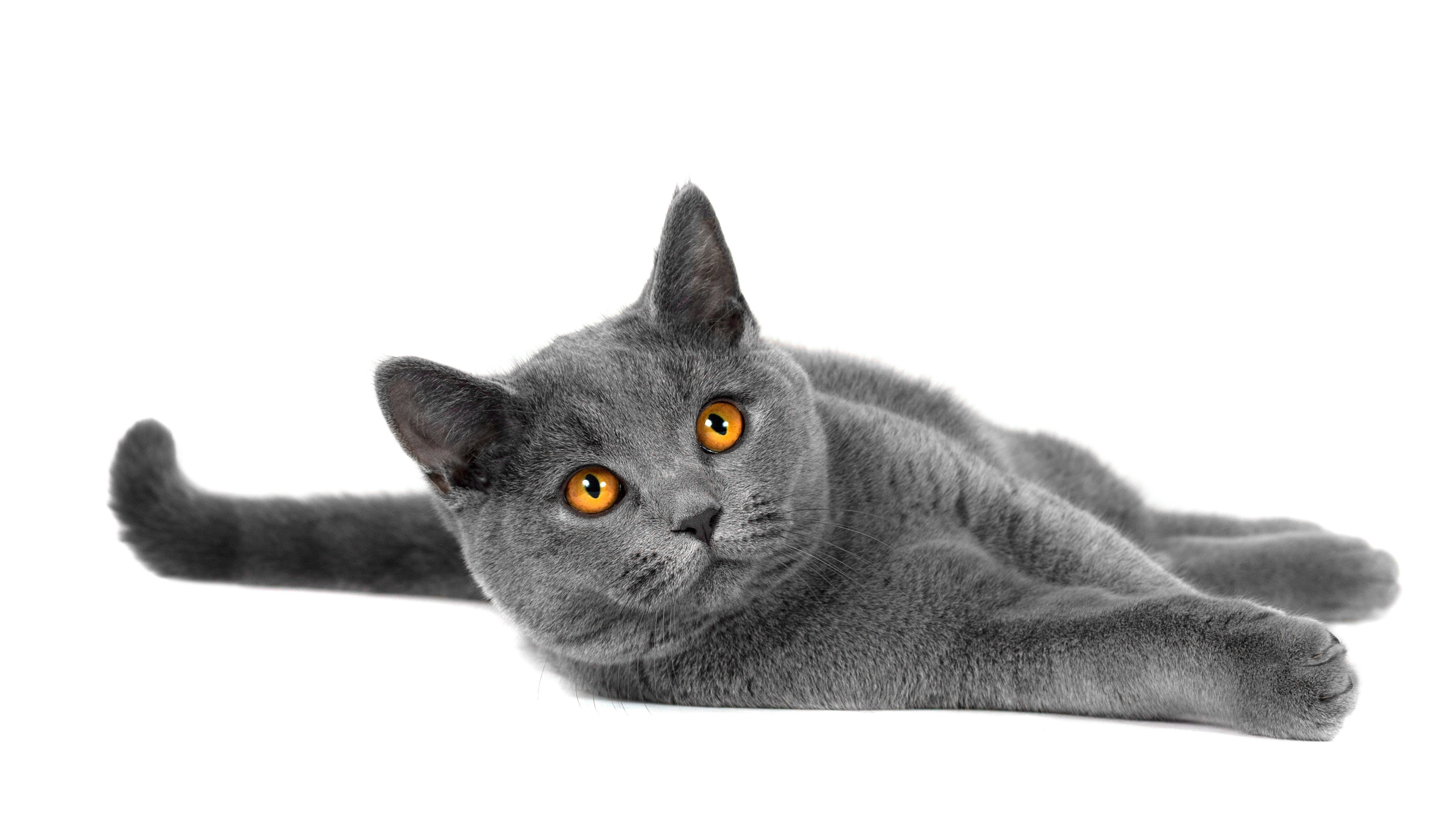 Gray Cat with Copper Eyes