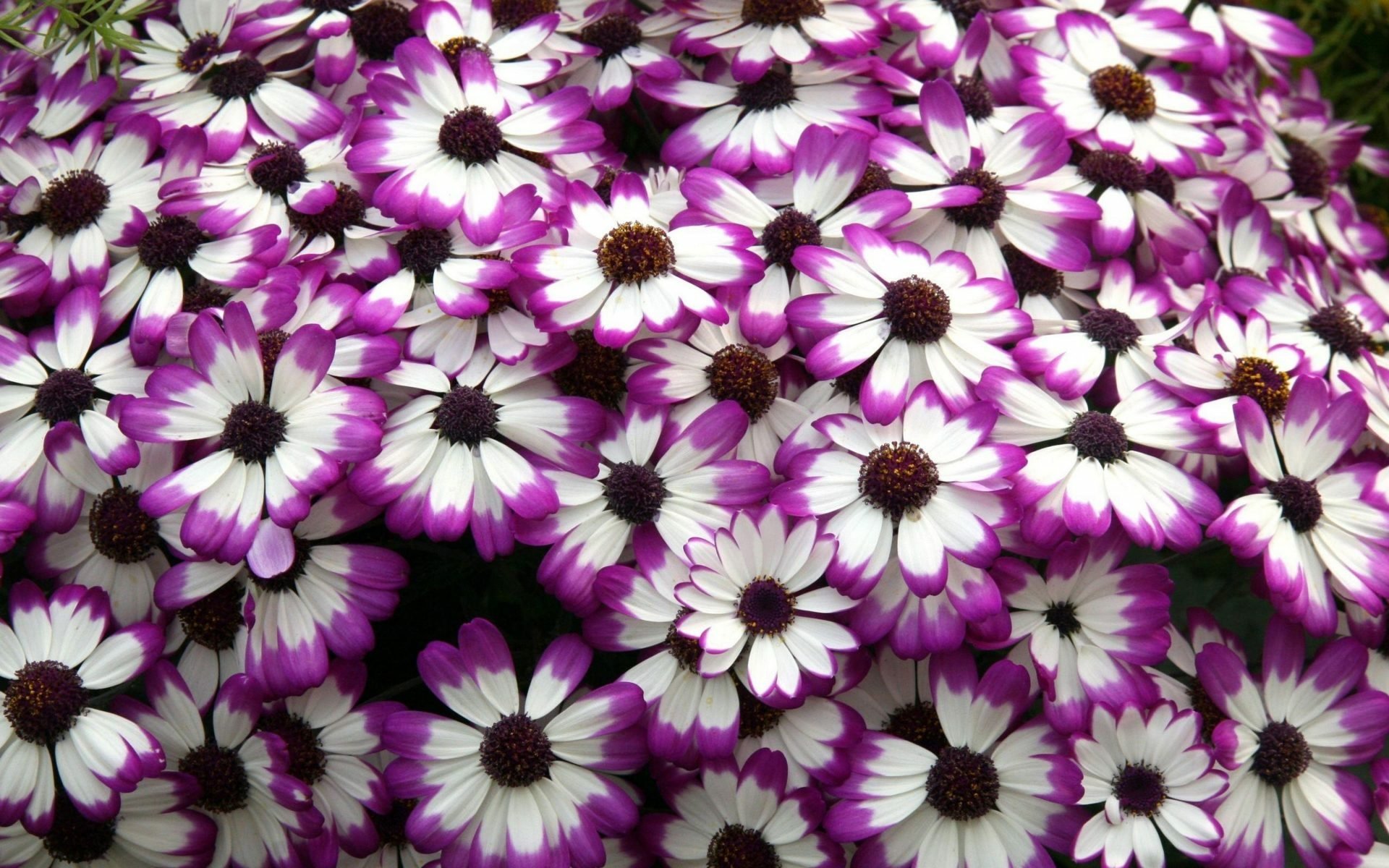 Download Close-up Flower Nature Cineraria HD Wallpaper