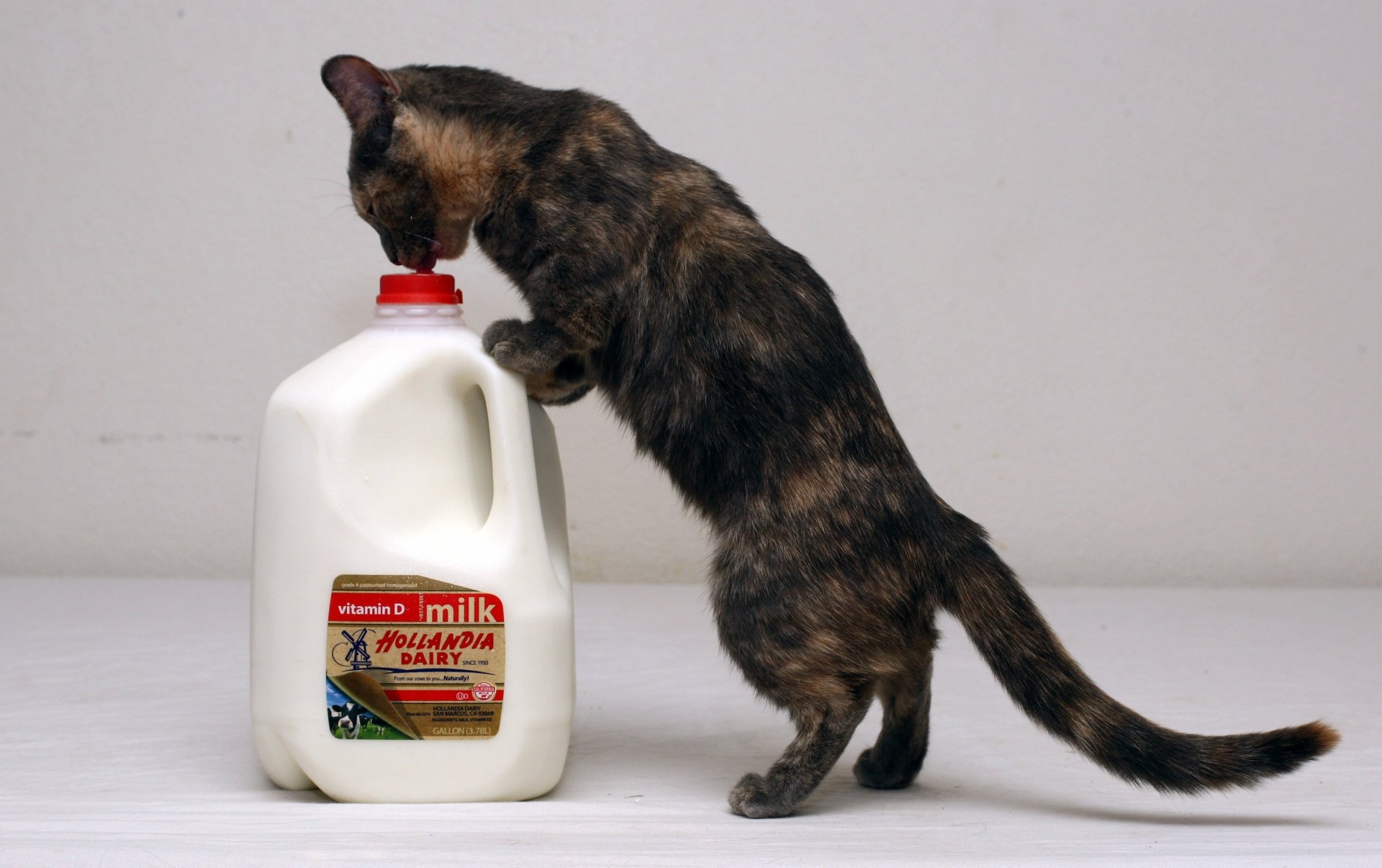 Download Milk Animal Cat HD Wallpaper