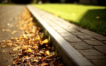 leaf photography sidewalk HD Desktop Wallpaper | Background Image