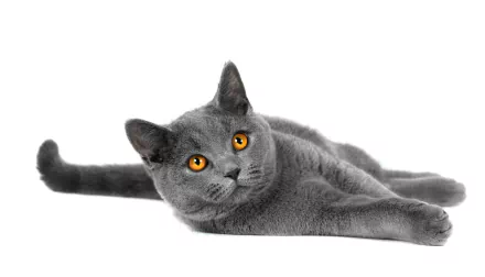  Gray Cat with Copper Eyes