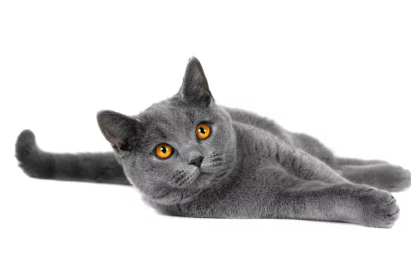  Gray Cat with Copper Eyes