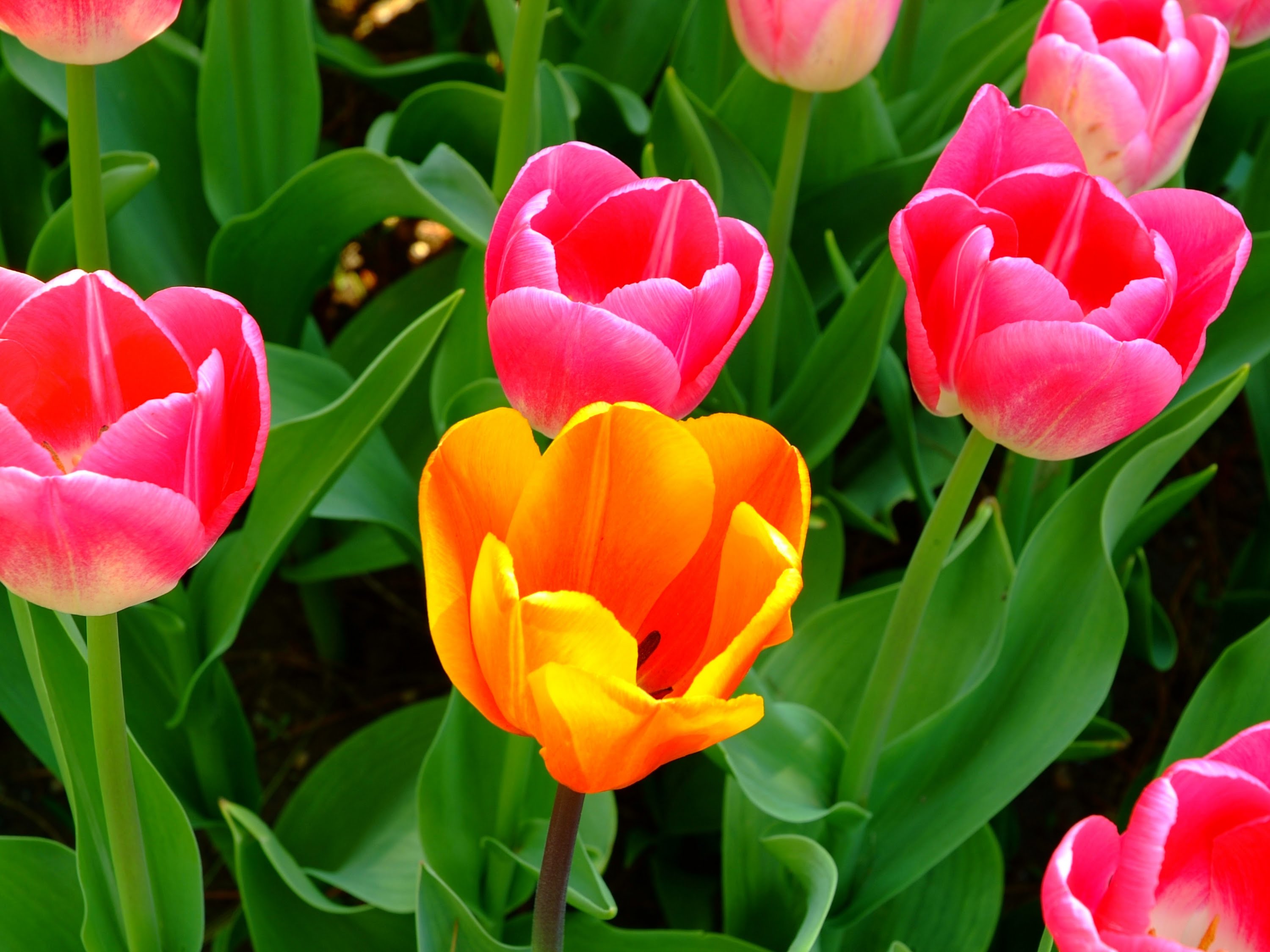 Pink And Orange Tulips Hd Wallpaper Background Image 3000x2250