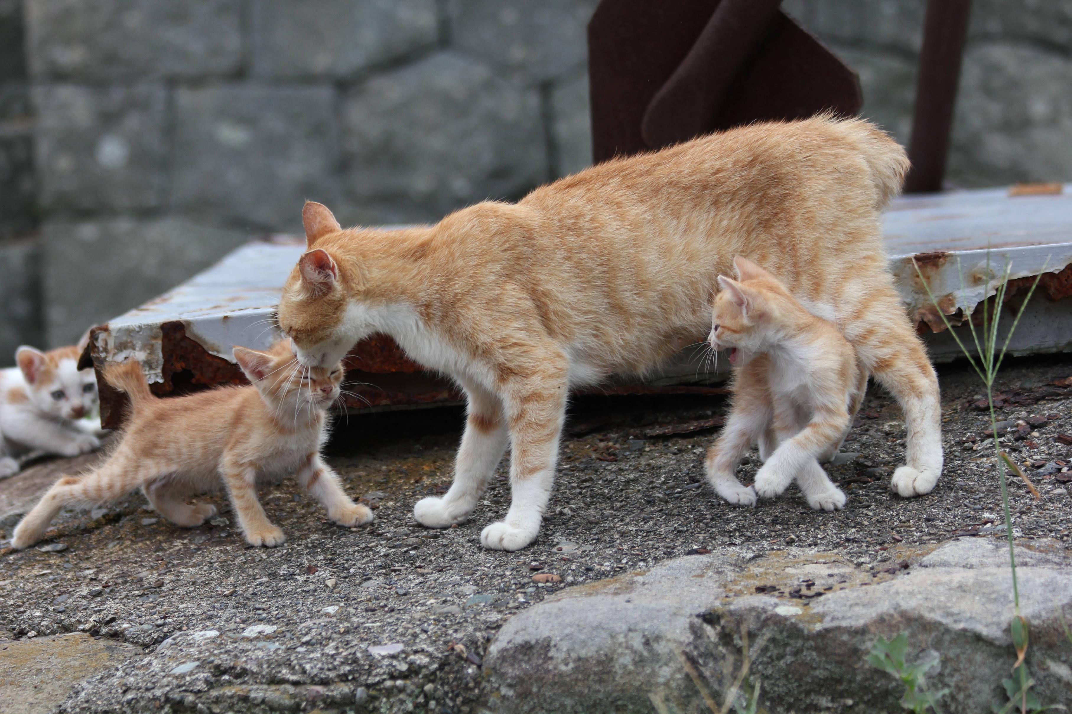 Aoshima, the cat island