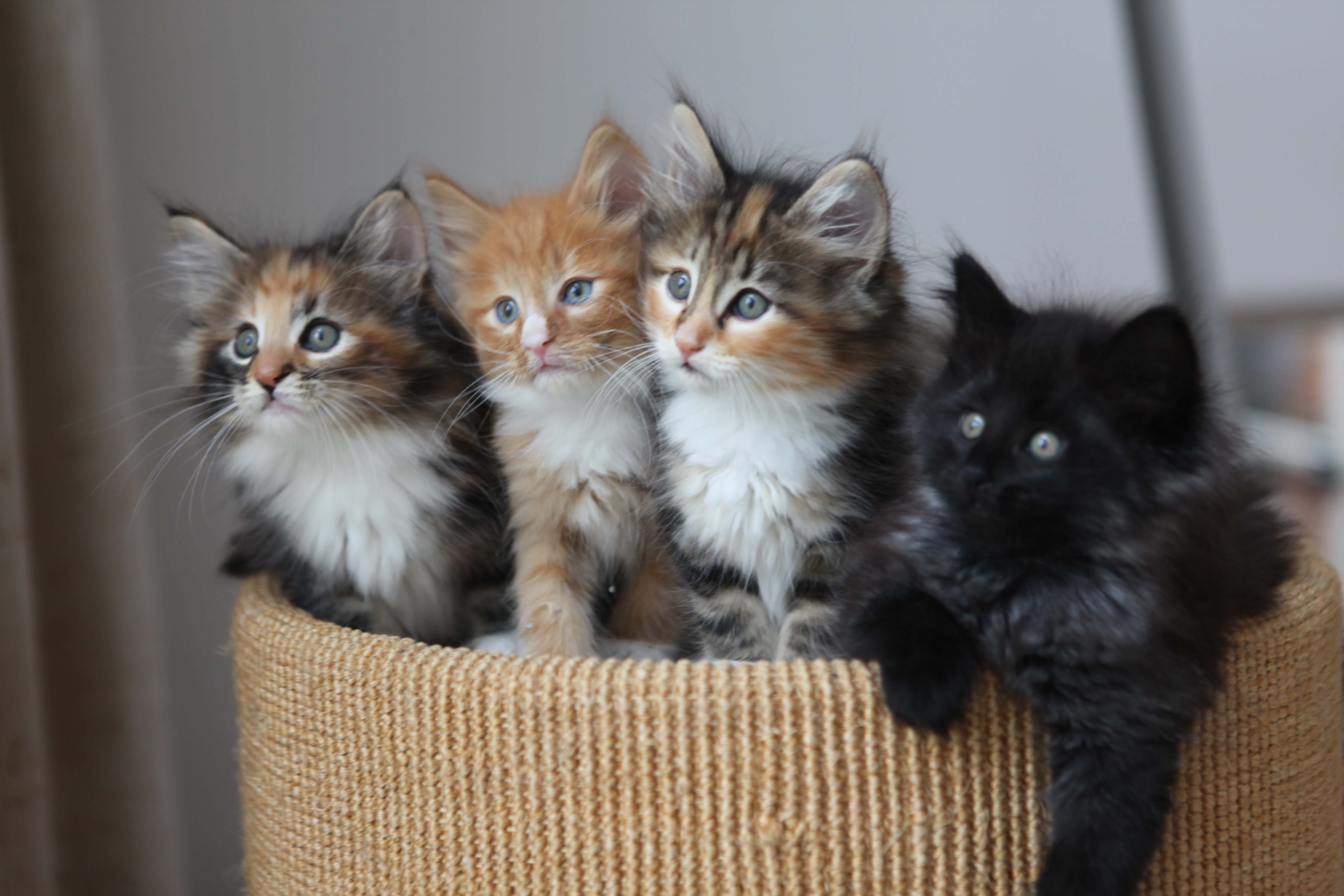 Четверо кошек. Разные котята. Много кошек. Четыре котенка. Котята разных цветов.