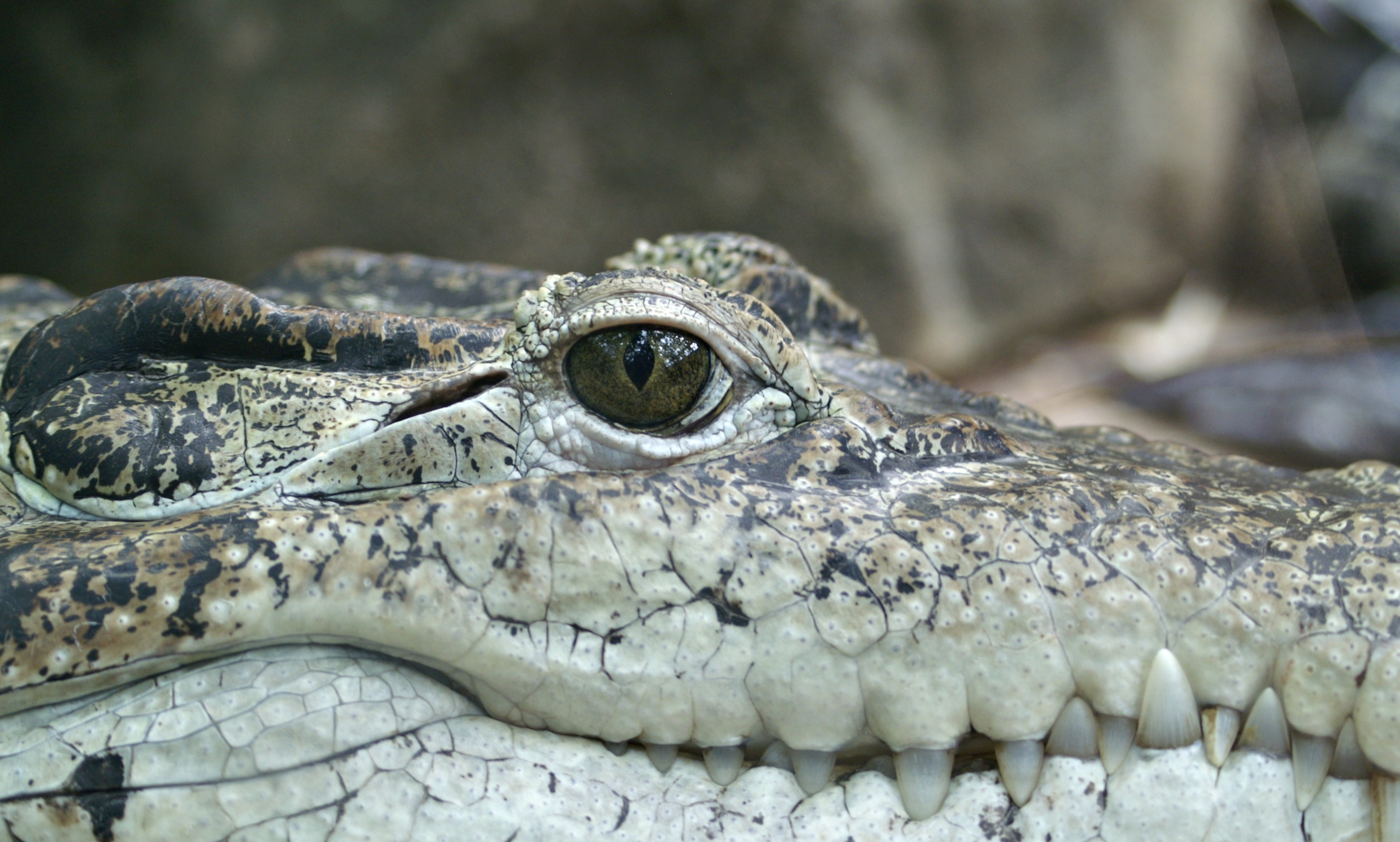 Crocodile close up by 3342