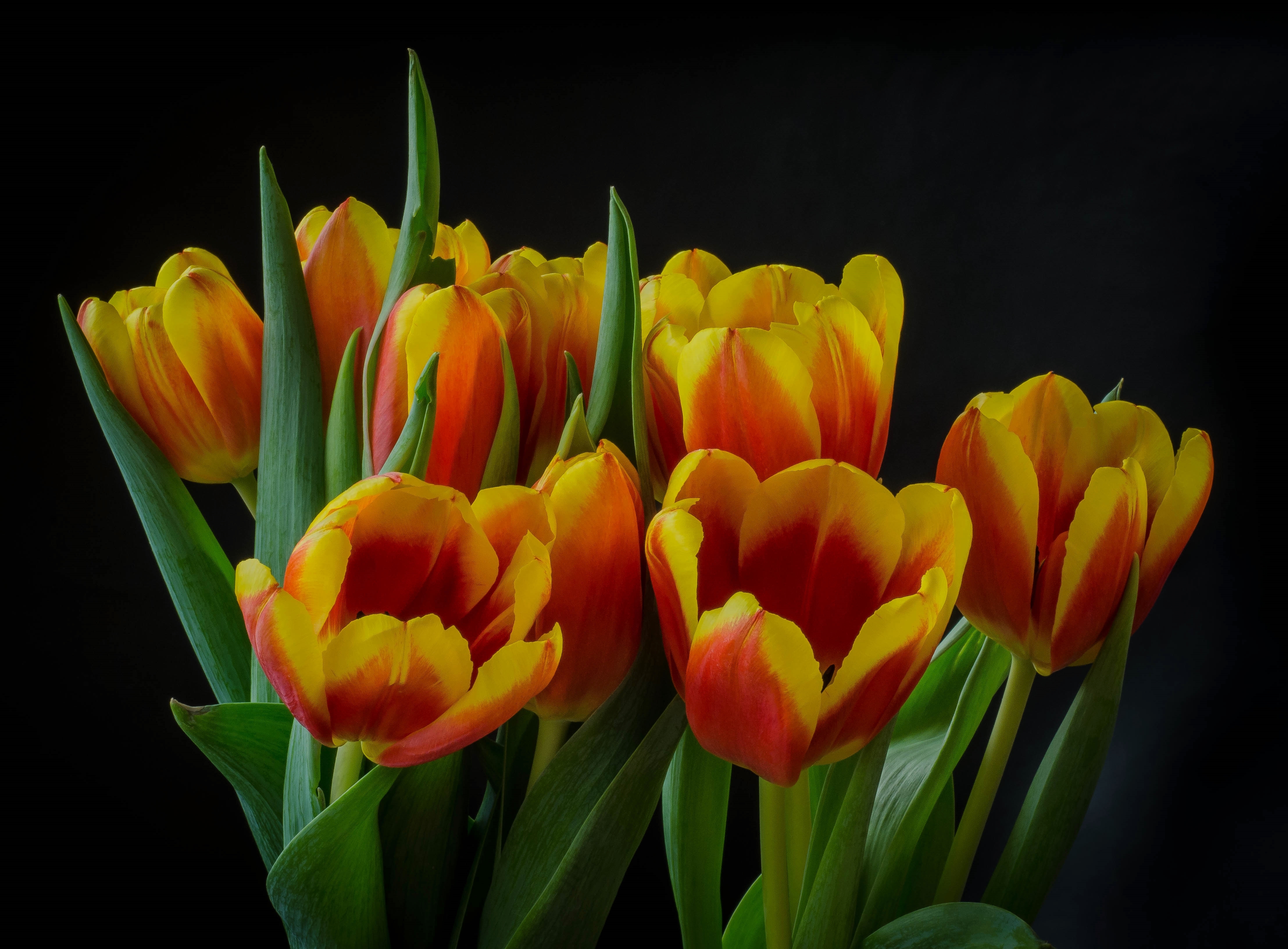 Download Close-up Flower Nature Tulip 4k Ultra HD Wallpaper