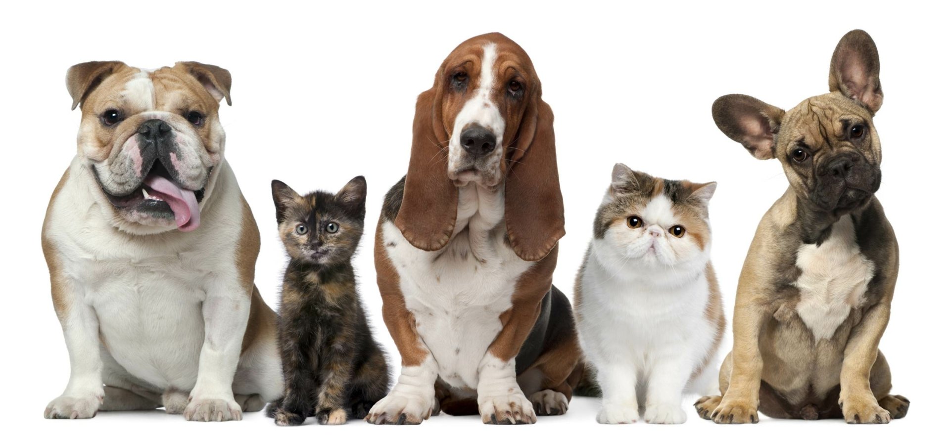 HD PC desktop wallpaper and background: Cat & Dog animal lineup on white — bulldog, french bulldog, basset hound, a kitten and a white cat.