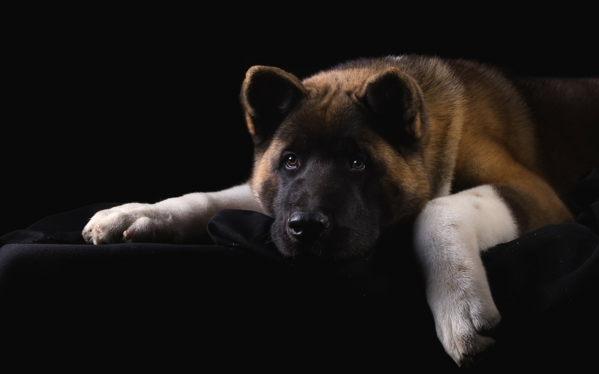 HD desktop wallpaper featuring a close-up of a calm Akita dog resting on a dark surface against a black background.