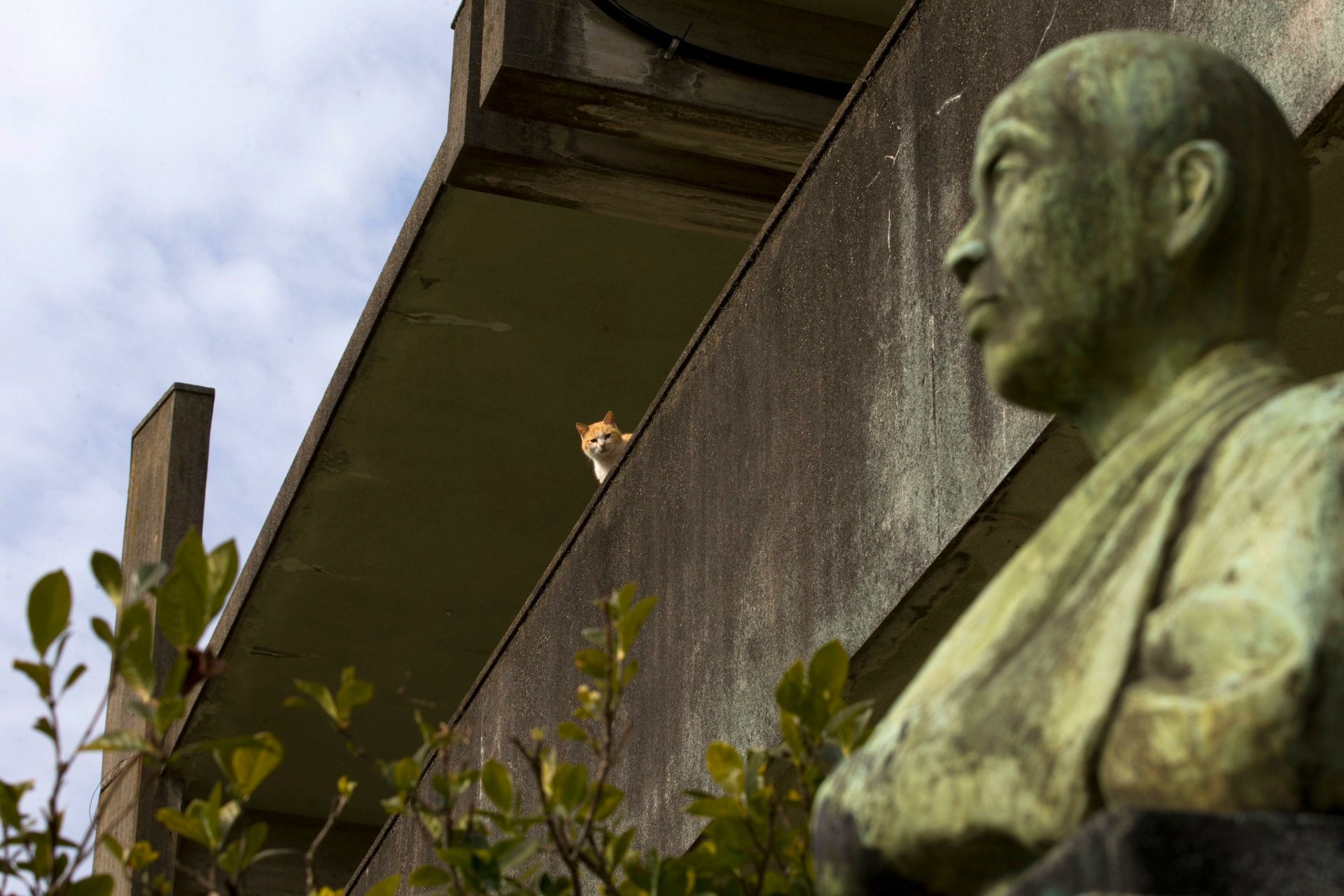 Download Japan Aoshima Animal Cat HD Wallpaper