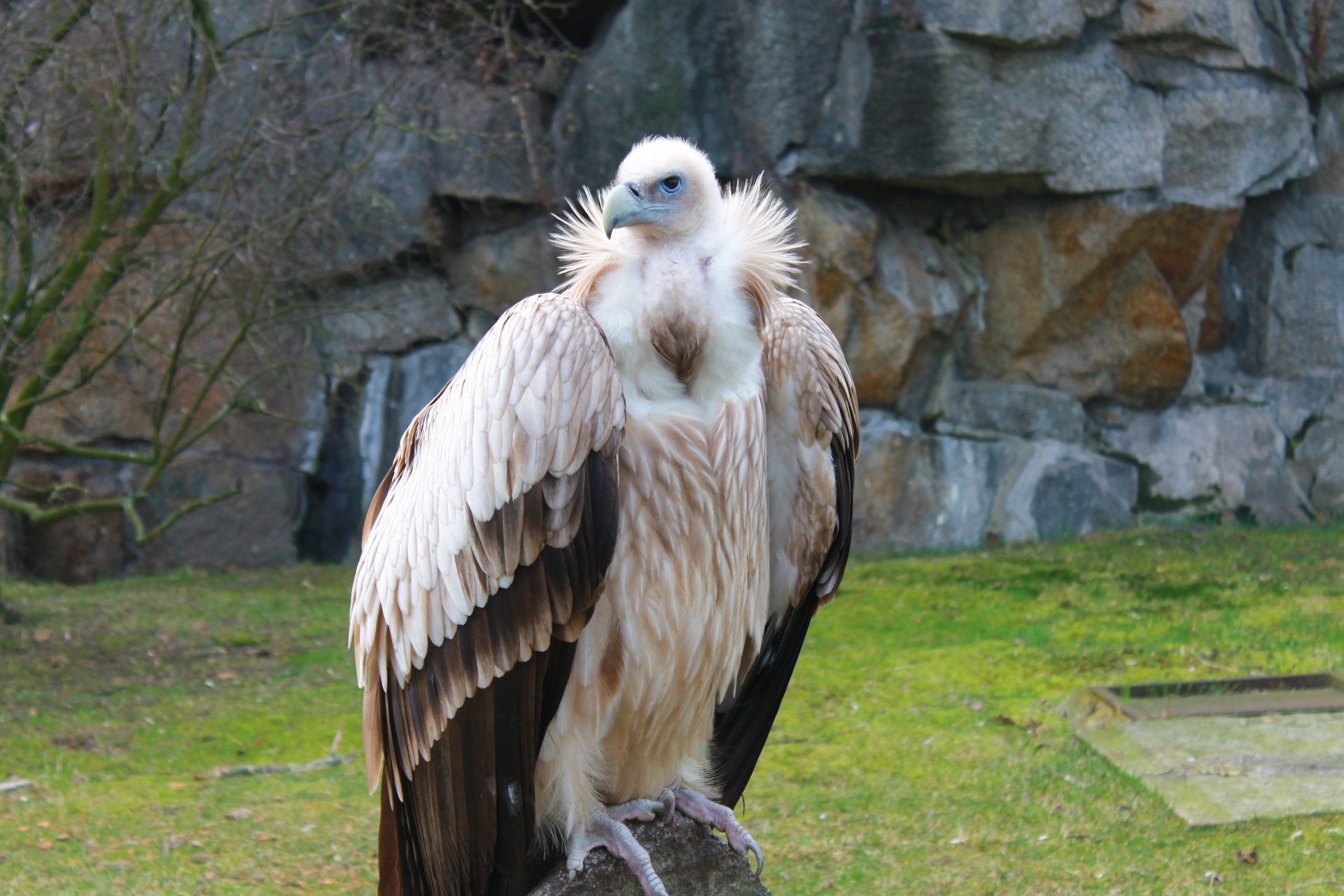 A vulture in the Berlin zoo 4k Ultra HD Wallpaper | Background Image